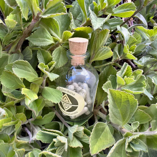 Microdosis psilocibina en capsulas